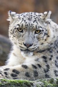 Preview wallpaper irbis, predator, wildlife, big cat, animal