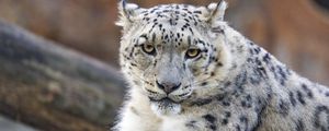 Preview wallpaper irbis, predator, wildlife, big cat, animal