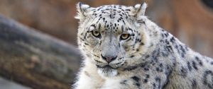 Preview wallpaper irbis, predator, wildlife, big cat, animal