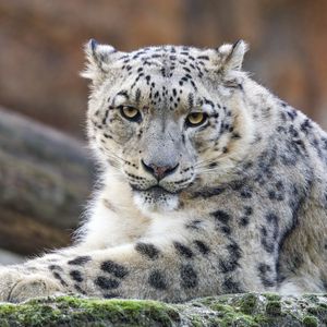 Preview wallpaper irbis, predator, wildlife, big cat, animal
