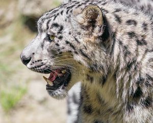 Preview wallpaper irbis, profile, predator, big cat, fangs
