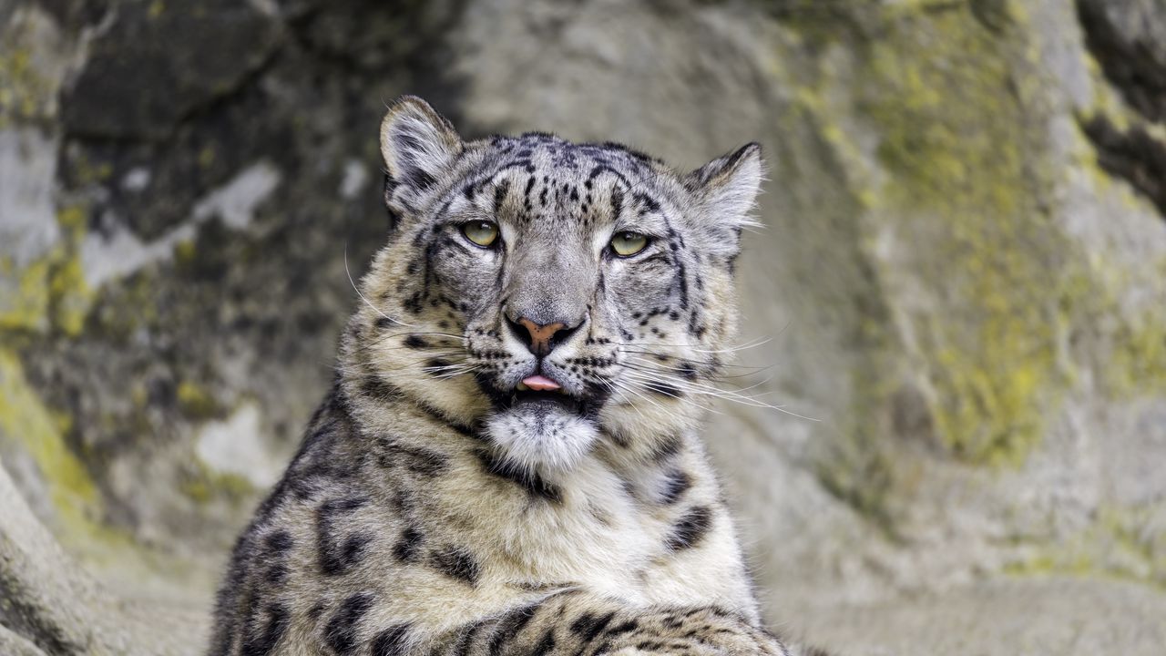 Wallpaper irbis, protruding tongue, big cat, animal