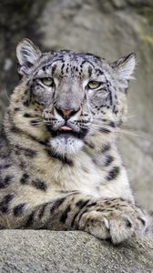 Preview wallpaper irbis, protruding tongue, big cat, animal