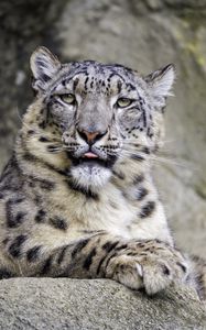 Preview wallpaper irbis, protruding tongue, big cat, animal