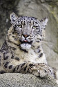 Preview wallpaper irbis, protruding tongue, big cat, animal