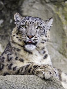 Preview wallpaper irbis, protruding tongue, big cat, animal