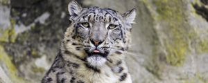 Preview wallpaper irbis, protruding tongue, big cat, animal