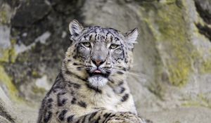 Preview wallpaper irbis, protruding tongue, big cat, animal