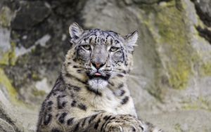 Preview wallpaper irbis, protruding tongue, big cat, animal