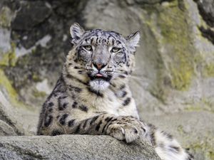 Preview wallpaper irbis, protruding tongue, big cat, animal