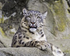 Preview wallpaper irbis, protruding tongue, big cat, animal