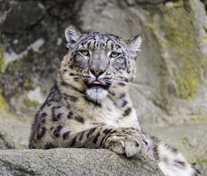 Preview wallpaper irbis, protruding tongue, big cat, animal