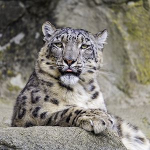 Preview wallpaper irbis, protruding tongue, big cat, animal