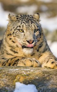 Preview wallpaper irbis, protruding tongue, paw, predator, big cat, animal