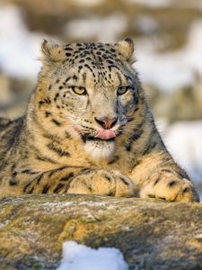 Preview wallpaper irbis, protruding tongue, paw, predator, big cat, animal