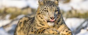 Preview wallpaper irbis, protruding tongue, paw, predator, big cat, animal