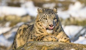 Preview wallpaper irbis, protruding tongue, paw, predator, big cat, animal