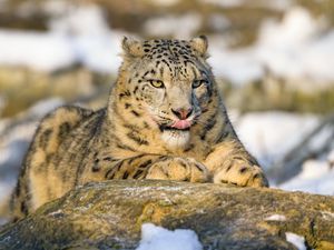 Preview wallpaper irbis, protruding tongue, paw, predator, big cat, animal