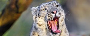 Preview wallpaper irbis, protruding tongue, paws, predator, big cat, animal