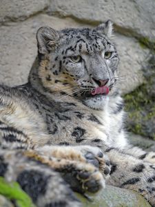 Preview wallpaper irbis, protruding tongue, paws, predator, big cat, wildlife