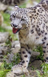 Preview wallpaper irbis, protruding tongue, predator, big cat, animal, blur