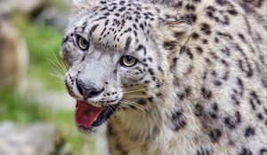 Preview wallpaper irbis, protruding tongue, predator, big cat, animal, blur