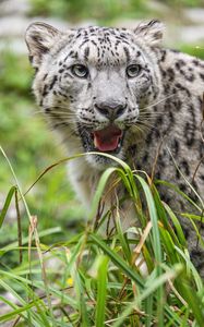 Preview wallpaper irbis, protruding tongue, predator, big cat, animal, head