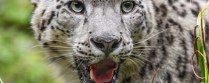Preview wallpaper irbis, protruding tongue, predator, big cat, animal, head