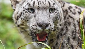 Preview wallpaper irbis, protruding tongue, predator, big cat, animal, head