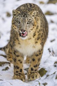 Preview wallpaper irbis, protruding tongue, predator, big cat, animal