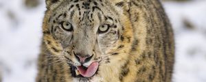 Preview wallpaper irbis, protruding tongue, predator, big cat, animal