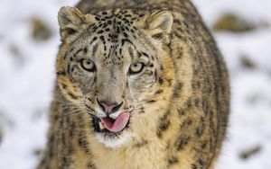 Preview wallpaper irbis, protruding tongue, predator, big cat, animal