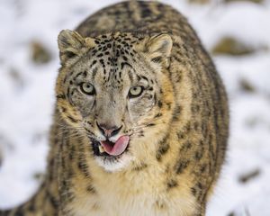 Preview wallpaper irbis, protruding tongue, predator, big cat, animal