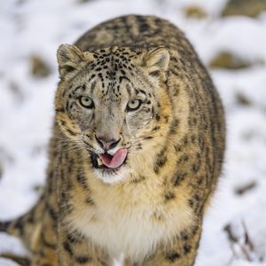 Preview wallpaper irbis, protruding tongue, predator, big cat, animal