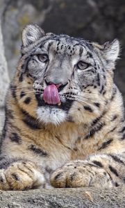 Preview wallpaper irbis, protruding tongue, predator, big cat, animal, stone