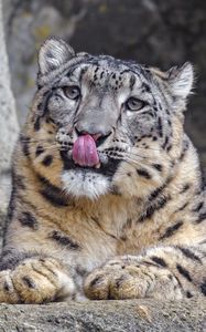 Preview wallpaper irbis, protruding tongue, predator, big cat, animal, stone