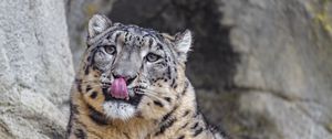Preview wallpaper irbis, protruding tongue, predator, big cat, animal, stone