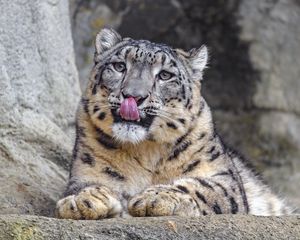 Preview wallpaper irbis, protruding tongue, predator, big cat, animal, stone