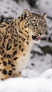 Preview wallpaper irbis, snow, animal, predator