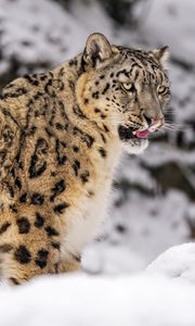 Preview wallpaper irbis, snow, animal, predator