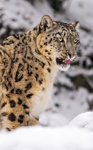 Preview wallpaper irbis, snow, animal, predator