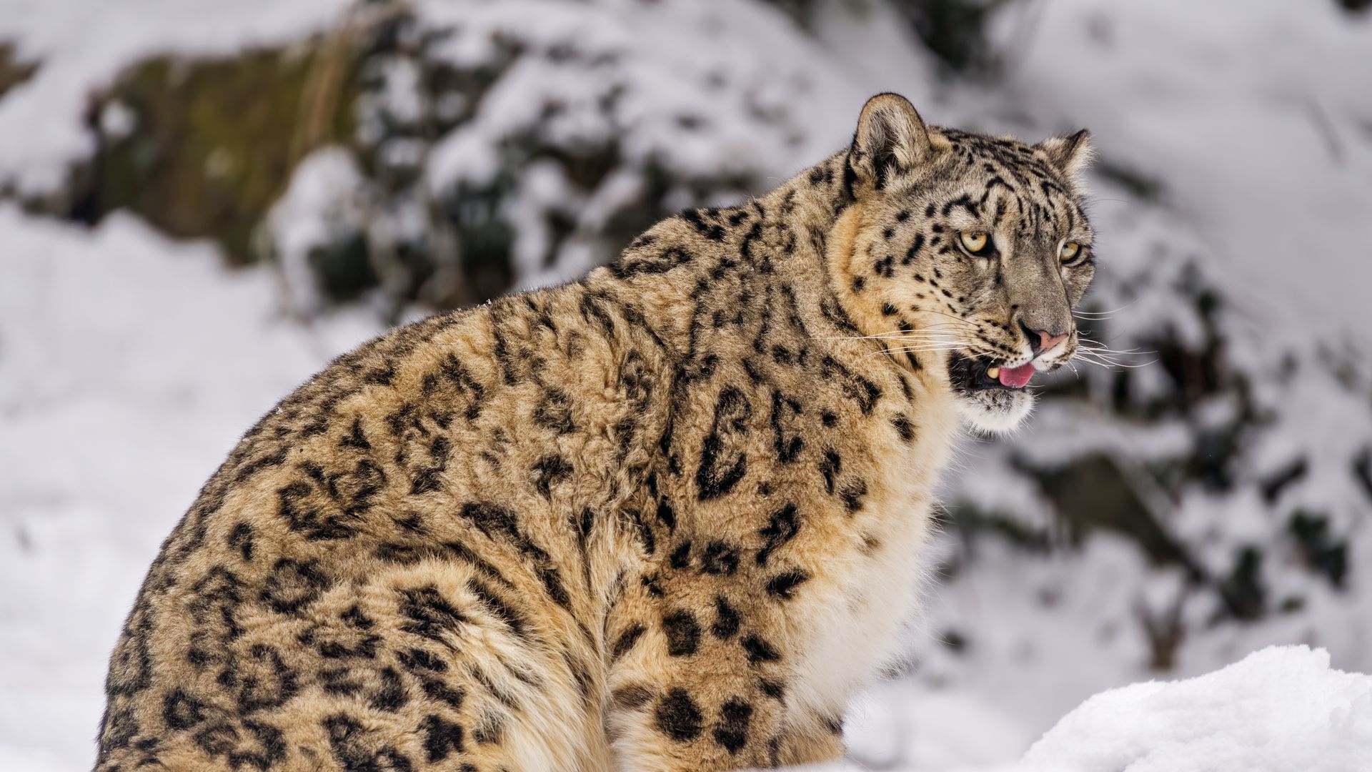 Download wallpaper 1920x1080 irbis, snow, animal, predator full hd ...