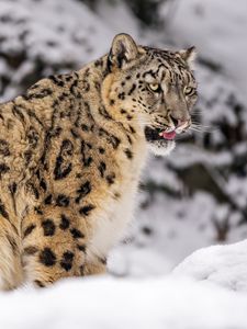 Preview wallpaper irbis, snow, animal, predator