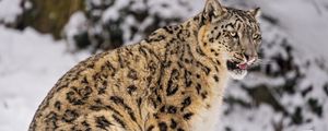 Preview wallpaper irbis, snow, animal, predator
