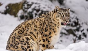 Preview wallpaper irbis, snow, animal, predator