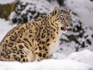 Preview wallpaper irbis, snow, animal, predator