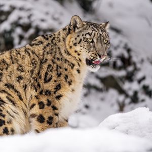 Preview wallpaper irbis, snow, animal, predator