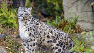 Preview wallpaper irbis, snow leopard, animal, big cat, wild