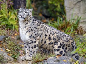 Preview wallpaper irbis, snow leopard, animal, big cat, wild