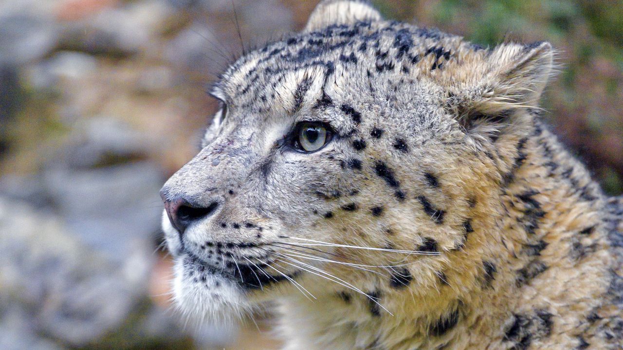 Wallpaper irbis, snow leopard, animal, wild, wildlife